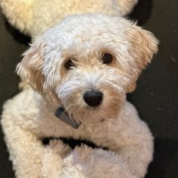 Libby - Goldendoodle