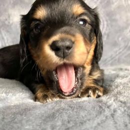 Dachshund Puppies from Primo Dachshunds