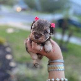 Mía - Liver female Miniature Schnauzer puppy in Orange City, Florida from Xaysha’s Miniature Schnauzers