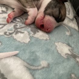 Whippet Puppies from Beloved Whippets