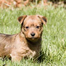 Australian Terriers from Redsky Australian Terriers