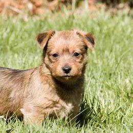 Australian Terriers from Redsky Australian Terriers