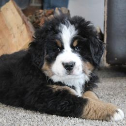 Eboni - Black tan and white Bernese Mountain Dog puppy in Long Creek, Oregon from Arlin Horst's Bernese Mountain Dogs