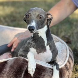 Revenge - Italian Greyhound