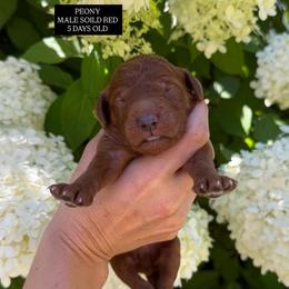 PEONY - Red  male Goldendoodle puppy in Independence, Oregon from ANKENY DOODLES
