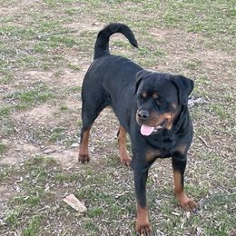 Raven - Rottweiler