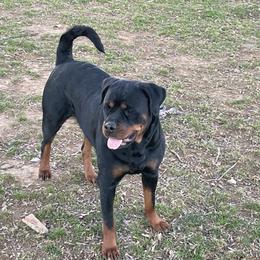 Raven - Rottweiler