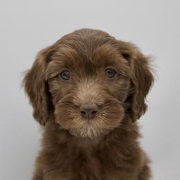 Green - Chocolate female Goldendoodle puppy in Medina, Ohio from Farmer Doodles