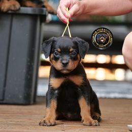 Tail Docked female - Black and tan female Rottweiler puppy in Kittanning, Pennsylvania from Steel City's Von Der Preis Rottweilers