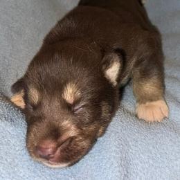 Dark red male - Red and white male Siberian Husky puppy in Doswell, Virginia from Shinko Siberians
