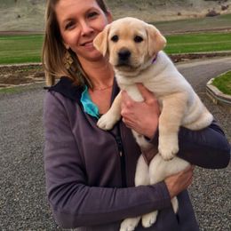 Labrador Retriever Puppies from Lonedove Kennels