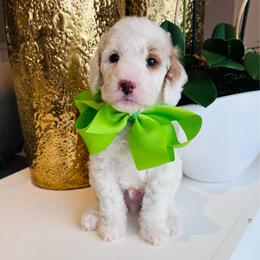 Green - Parti male Goldendoodle puppy in Miami, Florida from GoldStar Doodles USA