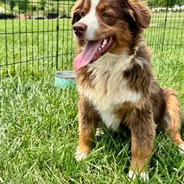 Winston - Red tri-color male Miniature American Shepherd puppy in Ash Grove, Missouri from 3 Barrels Farms, LLC