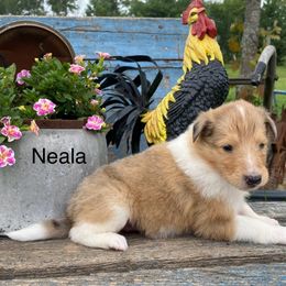 Neala - Sable merle female Collie puppy in Hinckley, Minnesota from Rusty Spur Collies