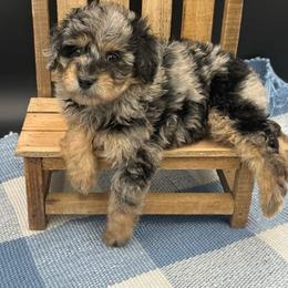 Mozzarella - Merle male Cavapoo puppy in Austin, Texas from Doodles of Central Texas