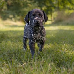 Jean Luc - Black roan German Shorthaired Pointer puppy in Honey Brook, Pennsylvania from Windsong Pointers