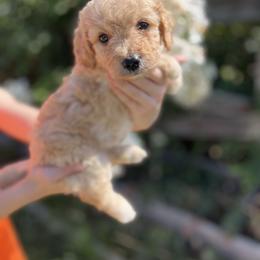 Miss yellow - Parti female Goldendoodle puppy in Nampa, Idaho from Farmhouse Goldens