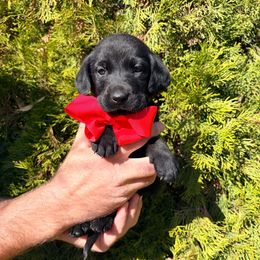 Ruger - Black male Labrador Retriever puppy in Richfield, Utah from Stormy River Retrievers