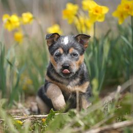 Australian Cattle Dog and Collie Puppies from Blackberry Hills