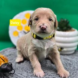 Daisy - Apricot female Goldendoodle puppy in Summerville, South Carolina from Channys Doodles