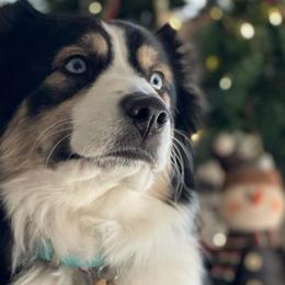 Assorted Doodle Crosses, Australian Shepherds, and Miniature Australian Shepherds from True Heart Aussies