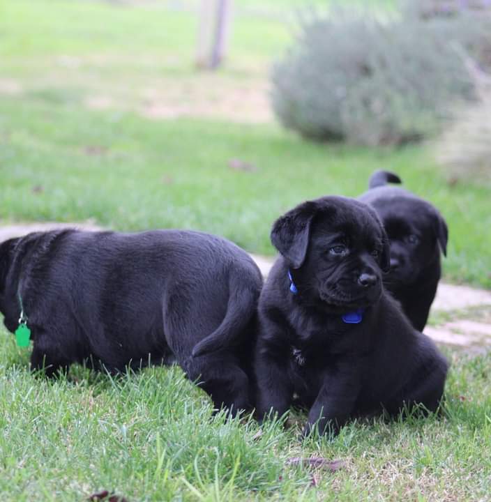 Labrador Retriever Puppies from Britt Labradors