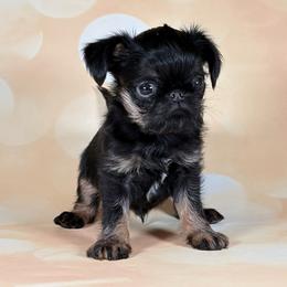 Boy 4 - Black and tan male Brussels Griffon puppy in Florida from Robin’s Griffons