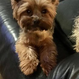 Yorkshire Terrier Puppies from Marvelus Yorkies