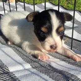 BLOSSOM - White black and tan female Papillon puppy in Hollister, Missouri from Swan Creek Kennel