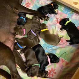 Dilute Retriever and Labrador Retriever Puppies from Megans Labradors