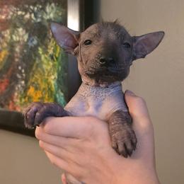 Girl 4 - Black female Xoloitzcuintli puppy in Ethridge, Tennessee from Royalty Reigns Xolos