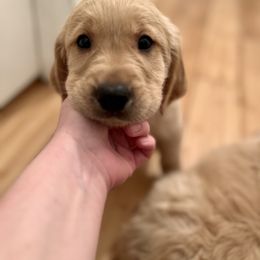 Golden Retriever Puppies from Renko Kennel