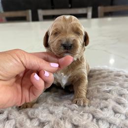 Green Collar - Apricot male Goldendoodle puppy in Indiahoma, Oklahoma from Farm Fresh Doodles