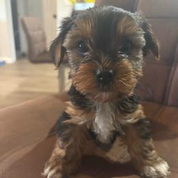 Rex - Chocolate, tan and white male Yorkshire Terrier puppy in Jacksonville, Florida from Lake Shore Yorkies