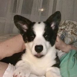 Cardigan Welsh Corgi Puppies from Rochar Cardigan Welsh Corgis