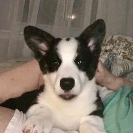 Cardigan Welsh Corgi Puppies from Rochar Cardigan Welsh Corgis