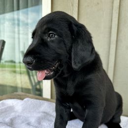 Aqua - Black female Labrador Retriever puppy in Tabernacle, New Jersey from Glenn Farm Retrievers