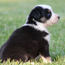 Black Tri Female 1 - Black tri-color female Australian Shepherd puppy in Northport, Alabama from Sipsey River Australian Shepherds