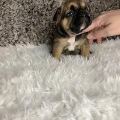 French Bulldog Puppies from NC French Kiss-A-Bulls