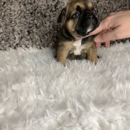 French Bulldog Puppies from NC French Kiss-A-Bulls