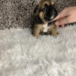 French Bulldog Puppies from NC French Kiss-A-Bulls
