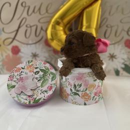 Poodle Puppies from Pups and Paws Toy Poodles