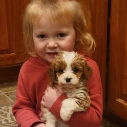 Cavalier King Charles Spaniel, Cavapoo, and Poodle Puppies from Rocky Desert Goldens and Cavaliers