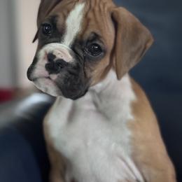 Flashy fawn female - Fawn female Boxer puppy in Baldwin, Maryland from TwinBrook Boxers