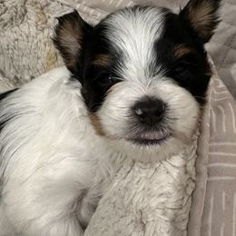 Biewer Terrier Puppies from Lozado’s Biewers
