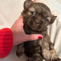 Boy 1 - Liver male Shih Tzu puppy in Kodak, Tennessee from Cutshall Babies