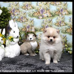 Pomeranian Puppies from Port Bee Pomeranian’s