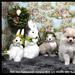 Pomeranian Puppies from Port Bee Pomeranian’s