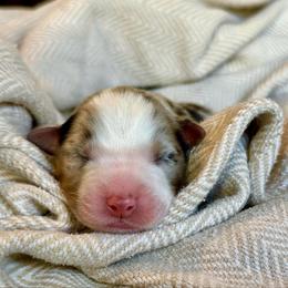 Blade - Blue merle male Australian Shepherd puppy in Liberty Hill, Texas from Emerald Isle Australian Shepherds