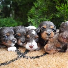 Cockapoo Puppies from Home Raised Cockapoos